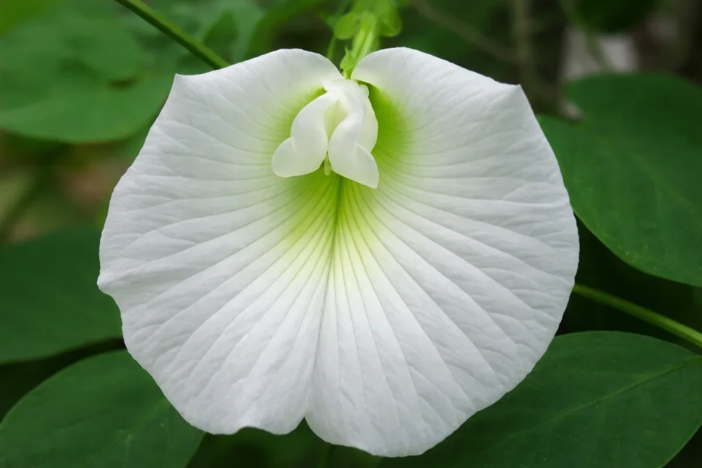 Aprajita Ka Phool Kis Bhagwan Ko Chadta Hai