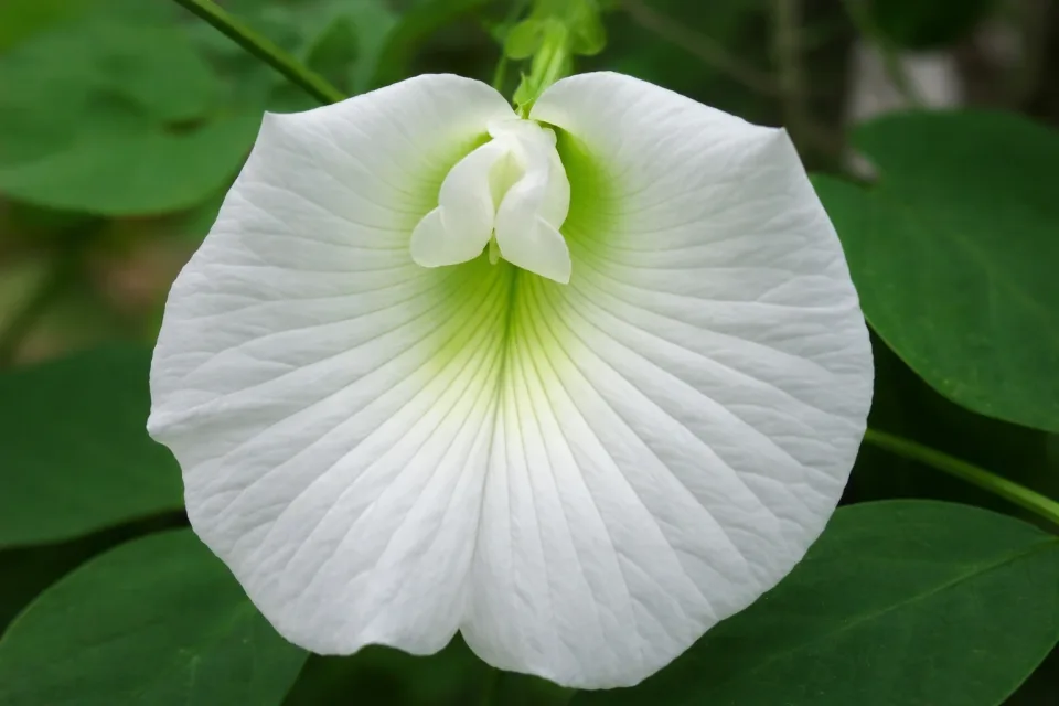 Aprajita Ka Phool Kis Bhagwan Ko Chadta Hai