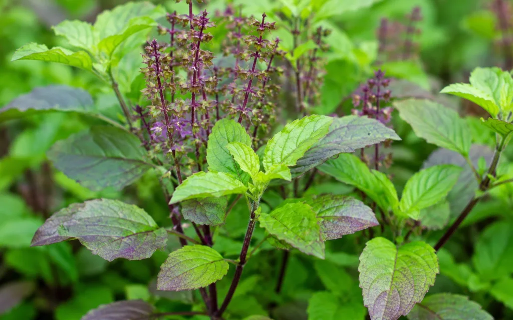 Ghar Me Kaun Si Tulsi Lgani Chahie