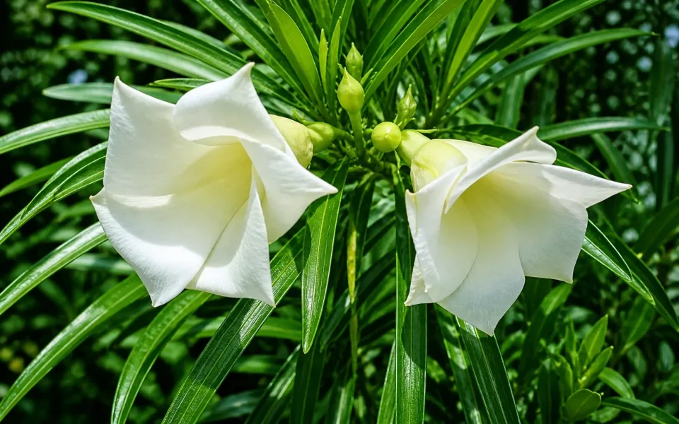 Kaner Ke Phool