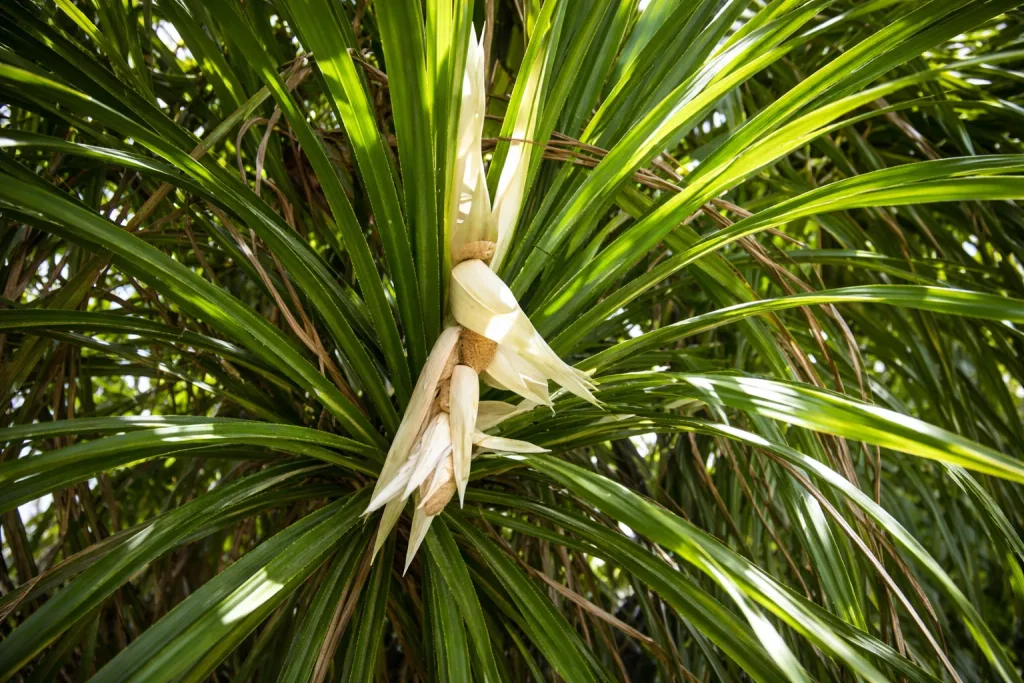 Ketake Ka Phool Kis Bhagavan Ko Chadhaya Jata Hain