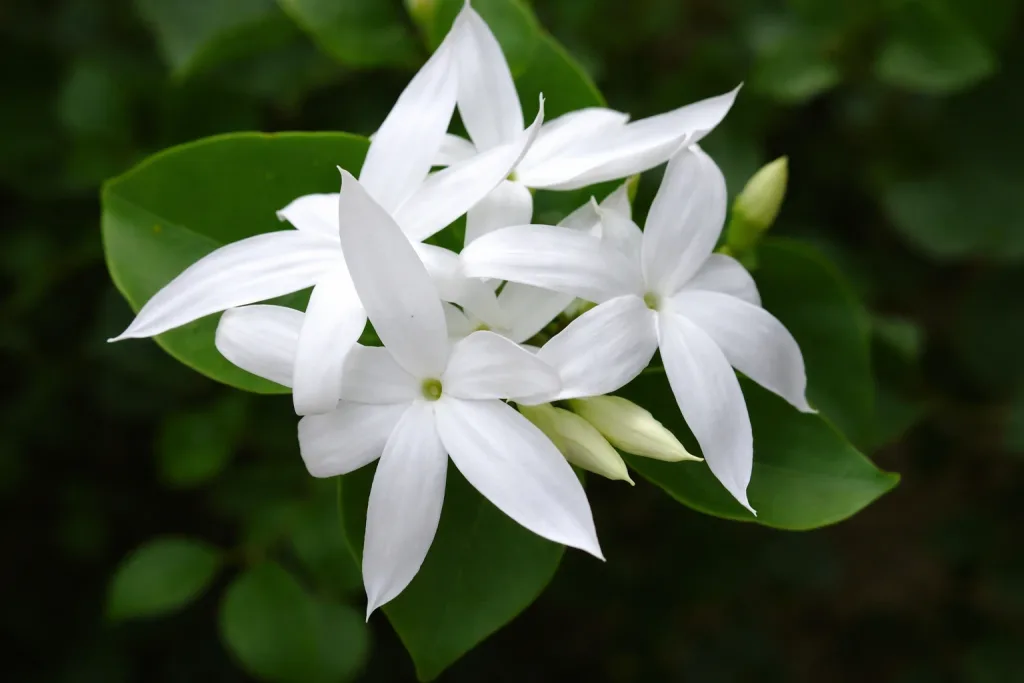 Kund Ka Phool Kis Bhagwan Ko Chadhaya Jata Hai