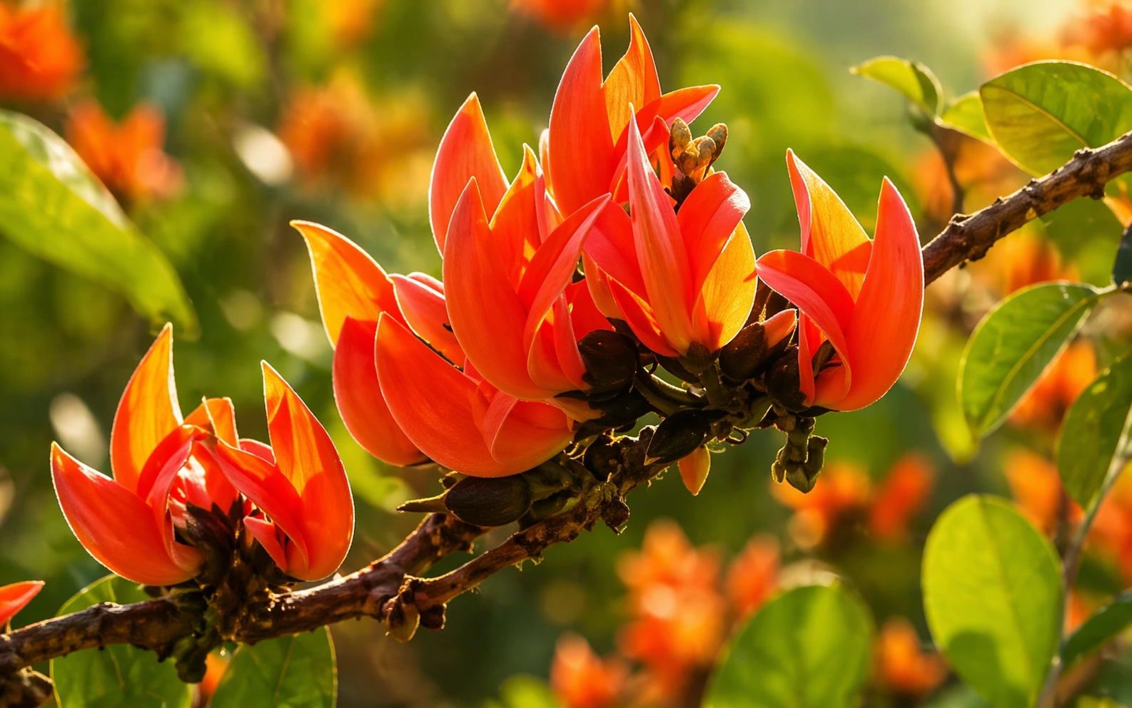 Palash Ka Phool | पलाश का फूल किस भगवान को चढ़ाया जाता हैं, फूल के ...