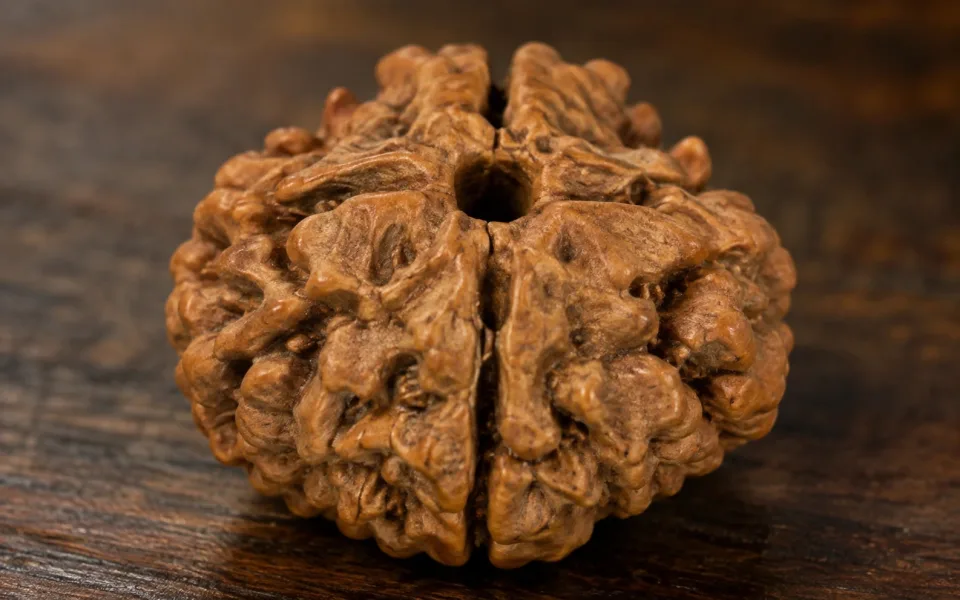 Significance of Four Mukhi Rudraksha